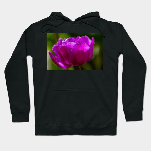 Tulip In Sunlight Hoodie by blossomcophoto